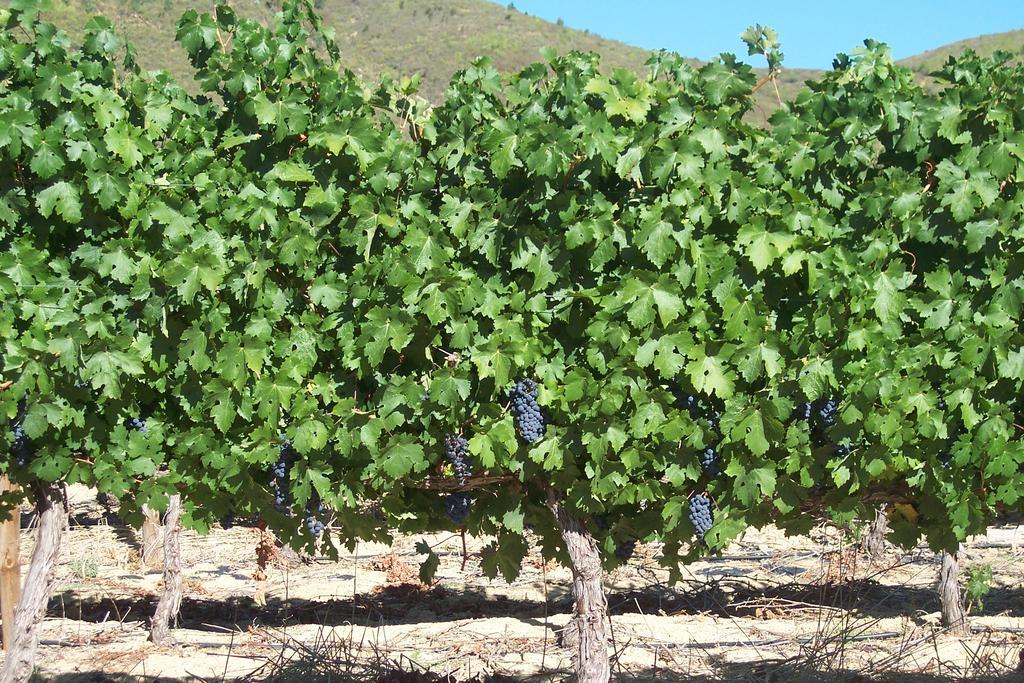 Sonklip Hotel Stellenbosch Eksteriør billede