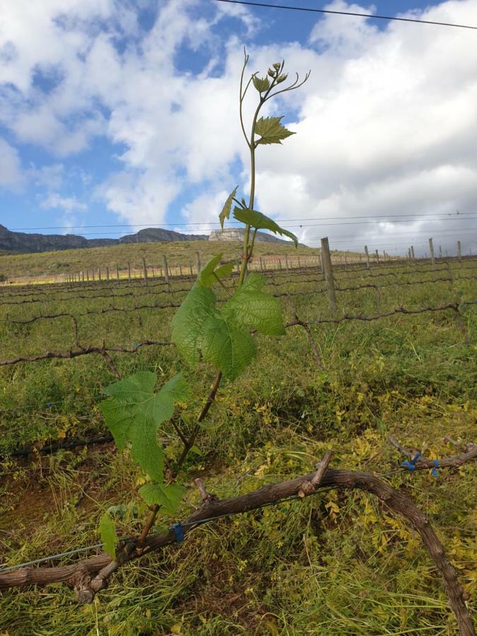 Sonklip Hotel Stellenbosch Eksteriør billede